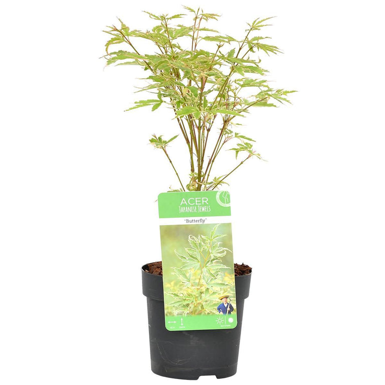 Acer palmatum Butterfly