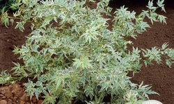 Acer palmatum Butterfly