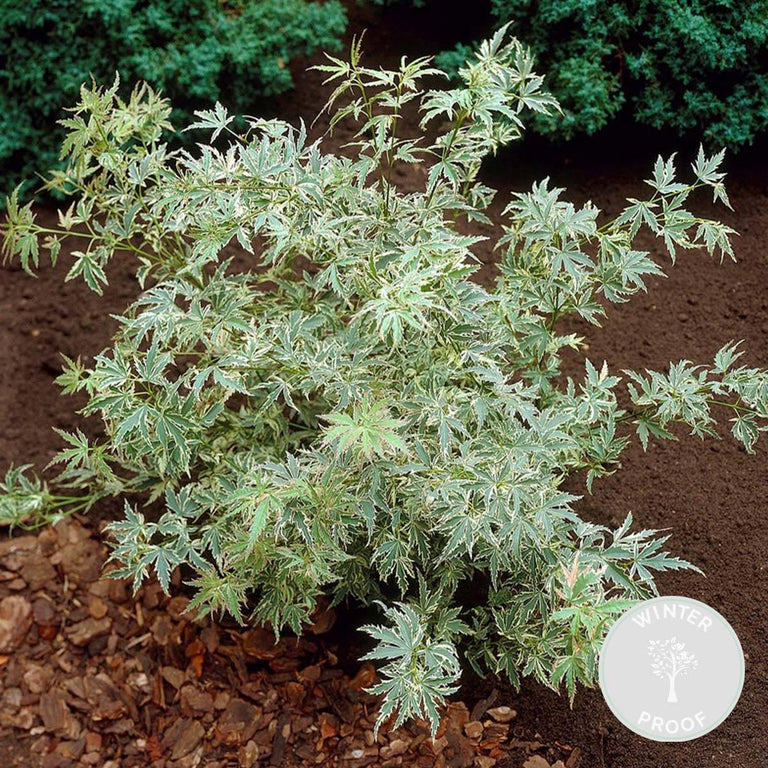 Acer palmatum Butterfly