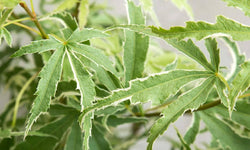 Acer palmatum Butterfly