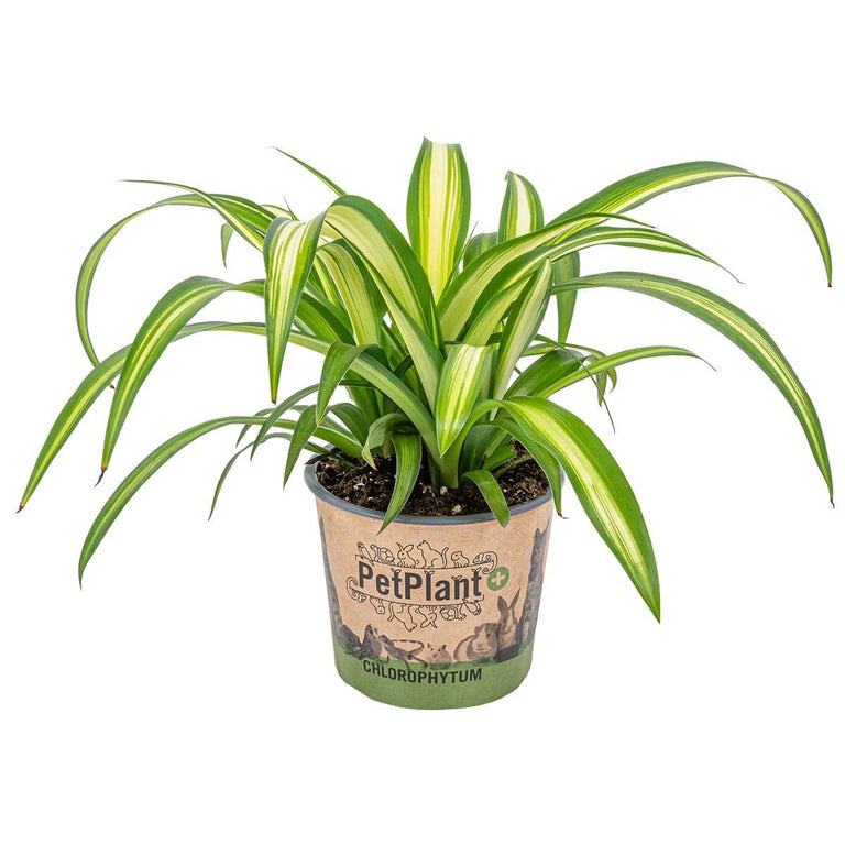 Chlorophytum Hawaiian