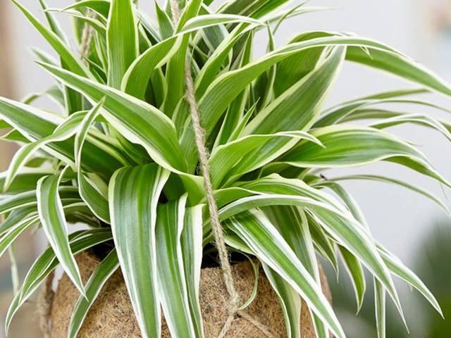 Chlorophytum Hawaiian