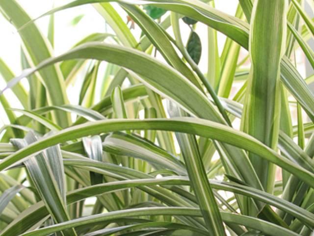 Chlorophytum Hawaiian