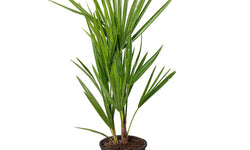 Europese dwergpalm Humilis