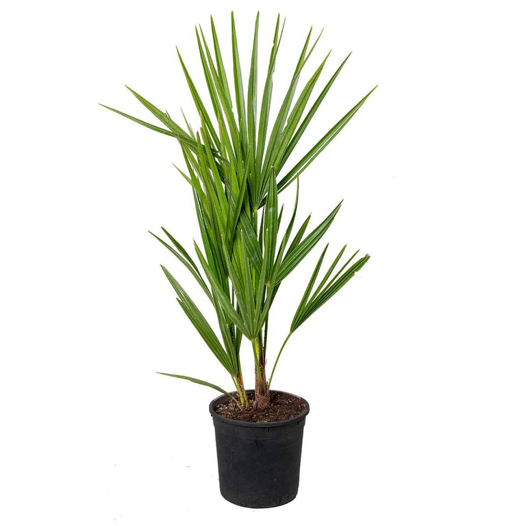 Europese dwergpalm Humilis