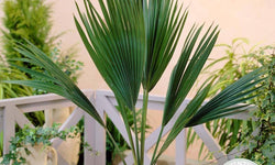 Europese dwergpalm Humilis