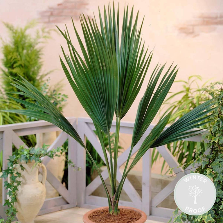 Europese dwergpalm Humilis