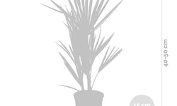 Europese dwergpalm Humilis