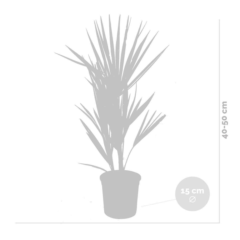 Europese dwergpalm Humilis