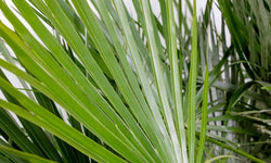 Europese dwergpalm Humilis