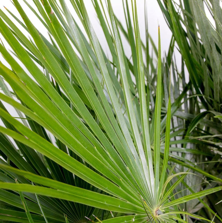 Europese dwergpalm Humilis