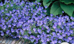 Geranium Johnsons Blue