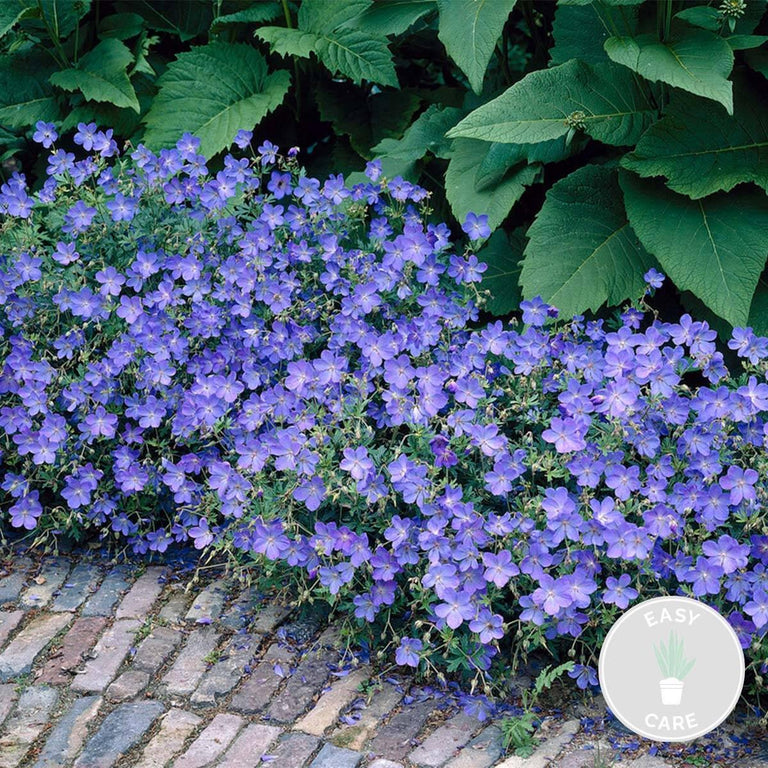 Geranium Johnsons Blue