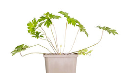 Geranium Johnsons Blue