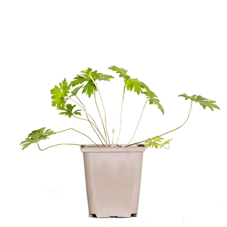 Geranium Johnsons Blue