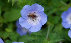 Geranium Johnsons Blue