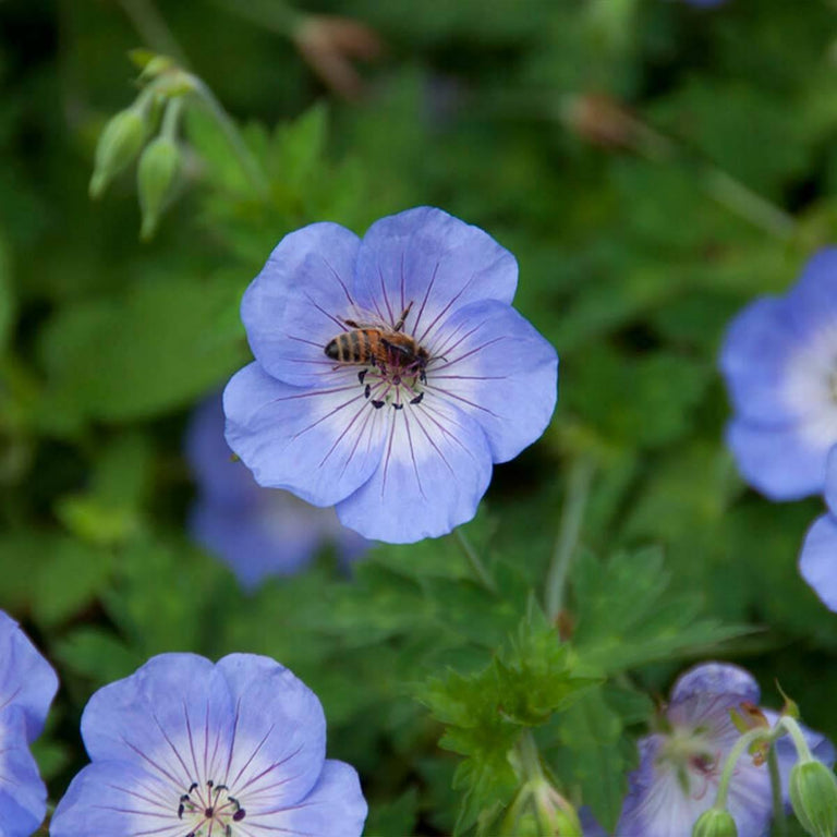 Geranium Johnsons Blue