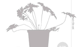 Geranium Johnsons Blue
