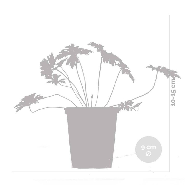 Geranium Johnsons Blue