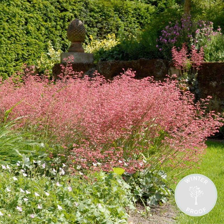 Heuchera sanguinea Splendens