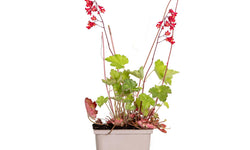 Heuchera sanguinea Splendens