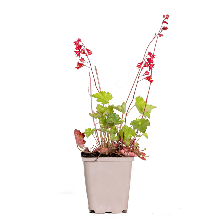 Heuchera sanguinea Splendens