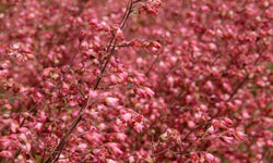 Heuchera sanguinea Splendens