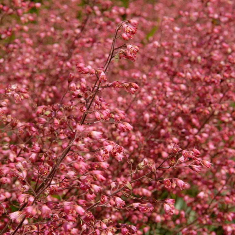 Heuchera sanguinea Splendens