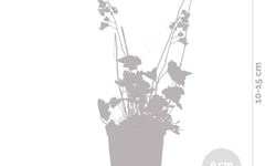 Heuchera sanguinea Splendens