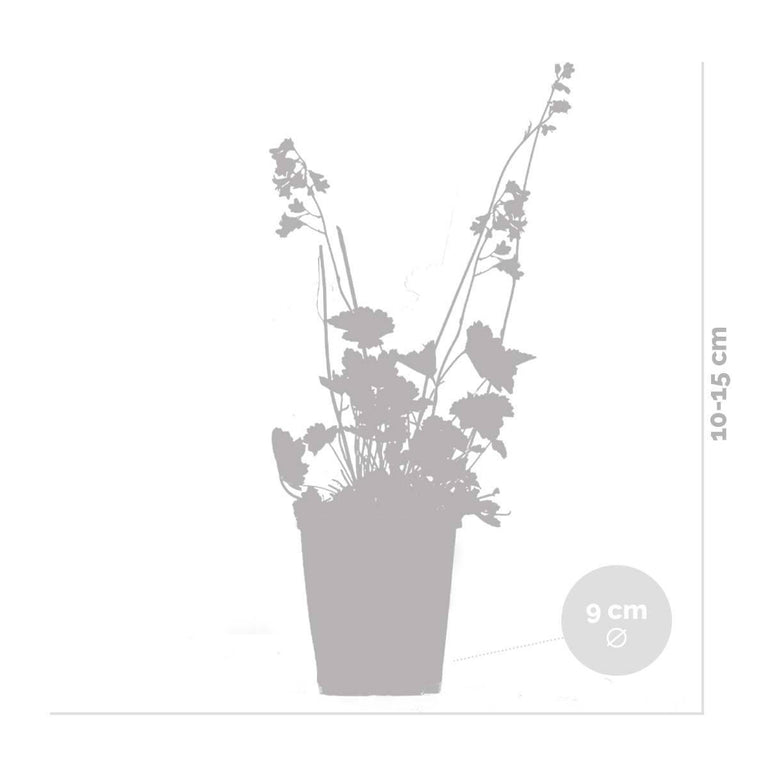 Heuchera sanguinea Splendens