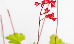 Heuchera sanguinea Splendens