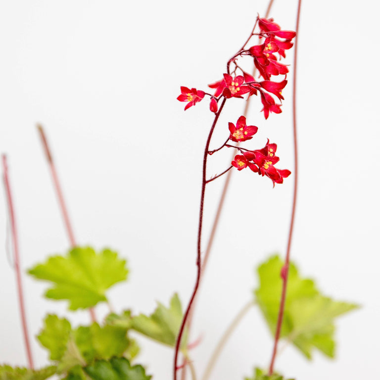 Heuchera sanguinea Splendens