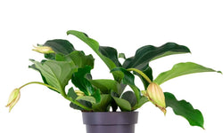 Kamerplant Lambada