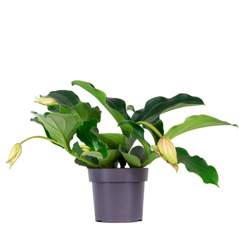 Kamerplant Lambada