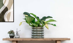 Kamerplant Lambada