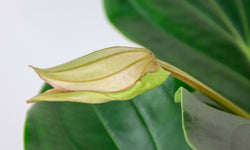 Kamerplant Lambada