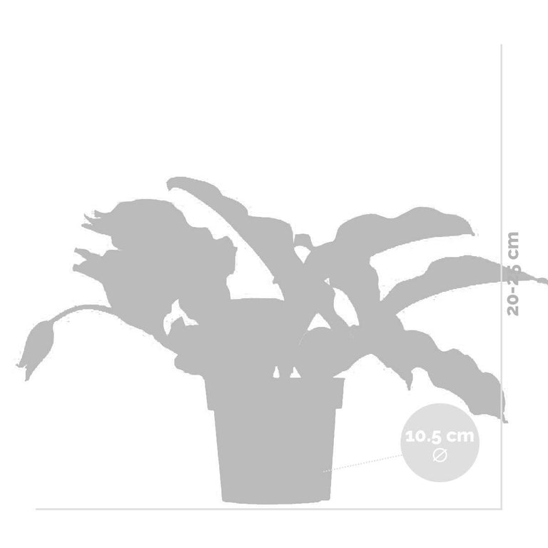 Kamerplant Lambada