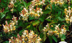 Lonicera Henryi