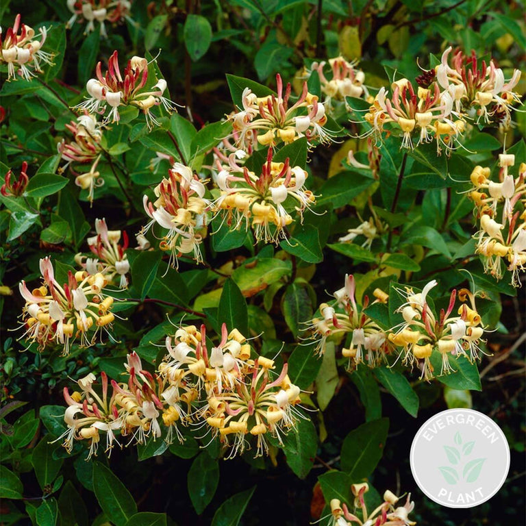 Lonicera Henryi