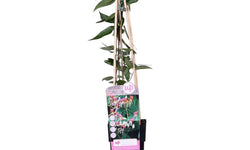 Lonicera Henryi