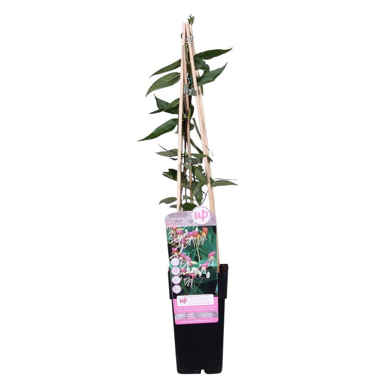 Lonicera Henryi