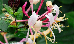 Lonicera Henryi
