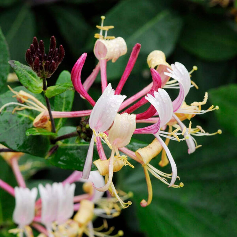 Lonicera Henryi
