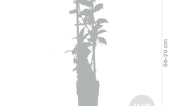 Lonicera Henryi