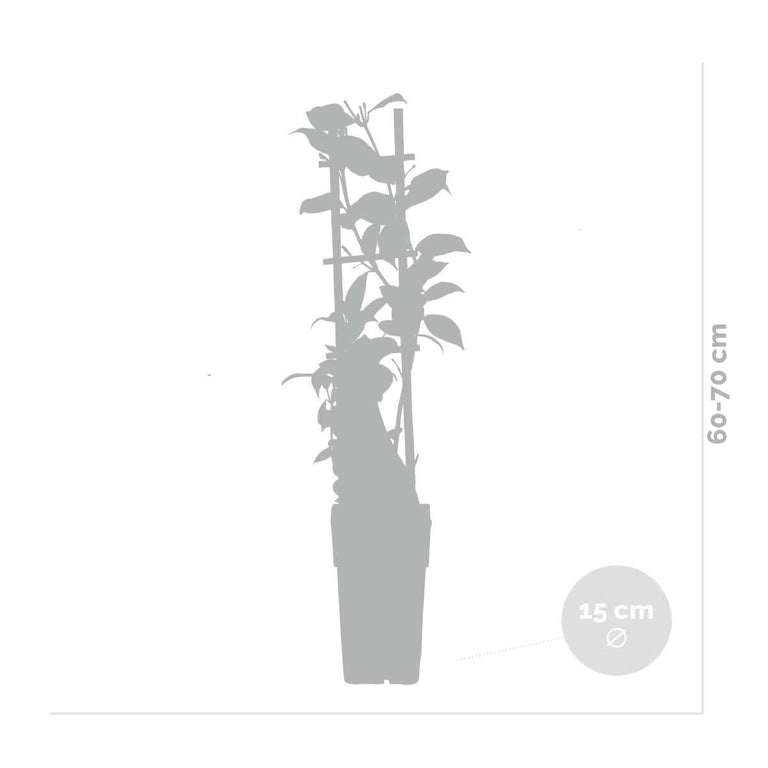 Lonicera Henryi
