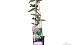 Lonicera Henryi