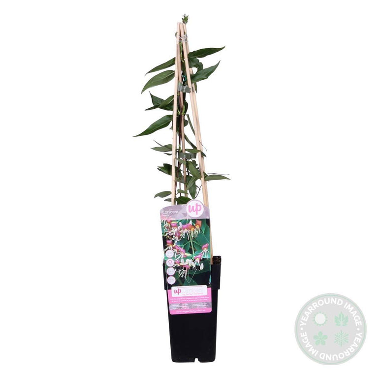 Lonicera Henryi