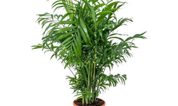 Mexicaanse dwergpalm Elegans