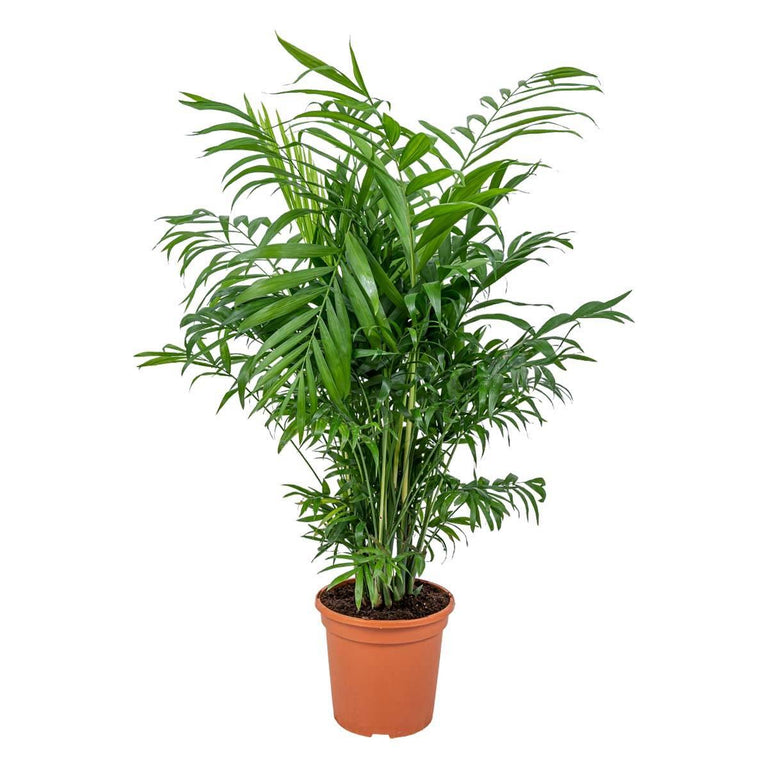 Mexicaanse dwergpalm Elegans