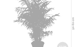 Mexicaanse dwergpalm Elegans